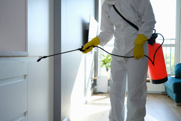 Best Toxic Mold Removal  in Brighton, AL