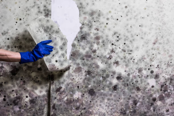 Certified Mold Removal in Brighton, AL